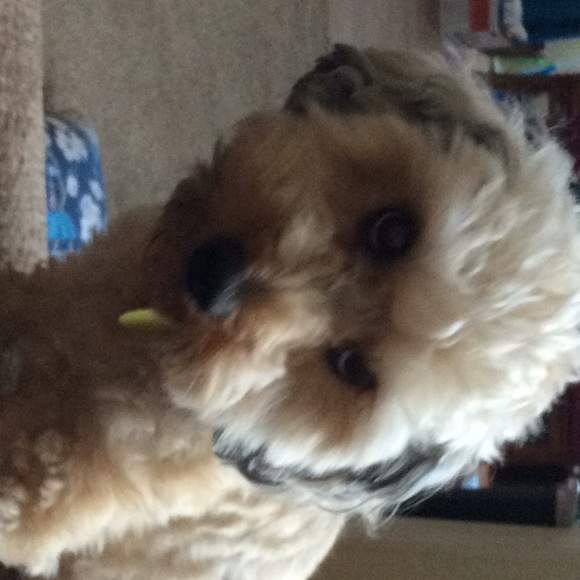 Meet your Posher, Hope - Picture 2 of 2